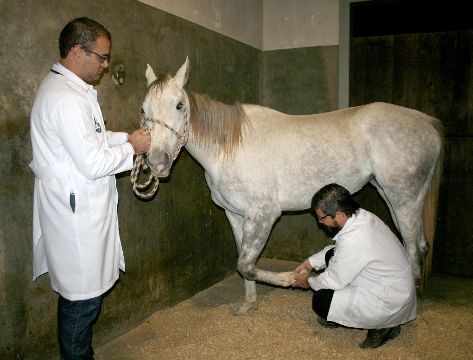Hospital Veterinário - Centro Universitário de Rio Preto - UNIRP - Foto 4