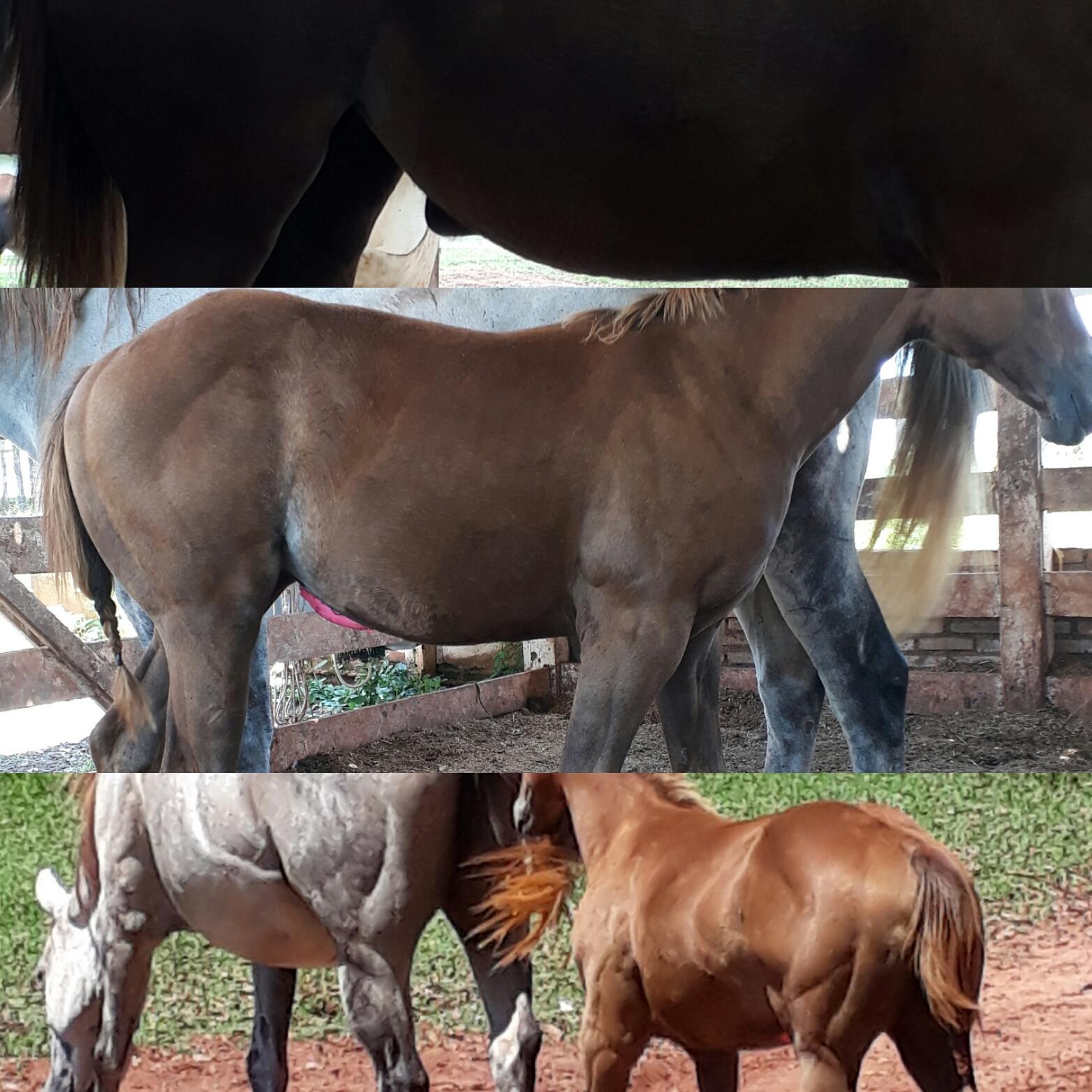 FTImedvet - Clínica de Equinos - São José do Rio Preto