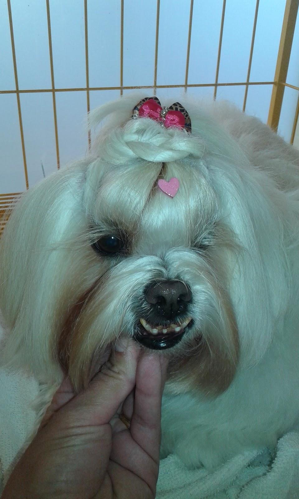 DOLCE&CANE PET SHOP - Pet Shop em Sorocaba