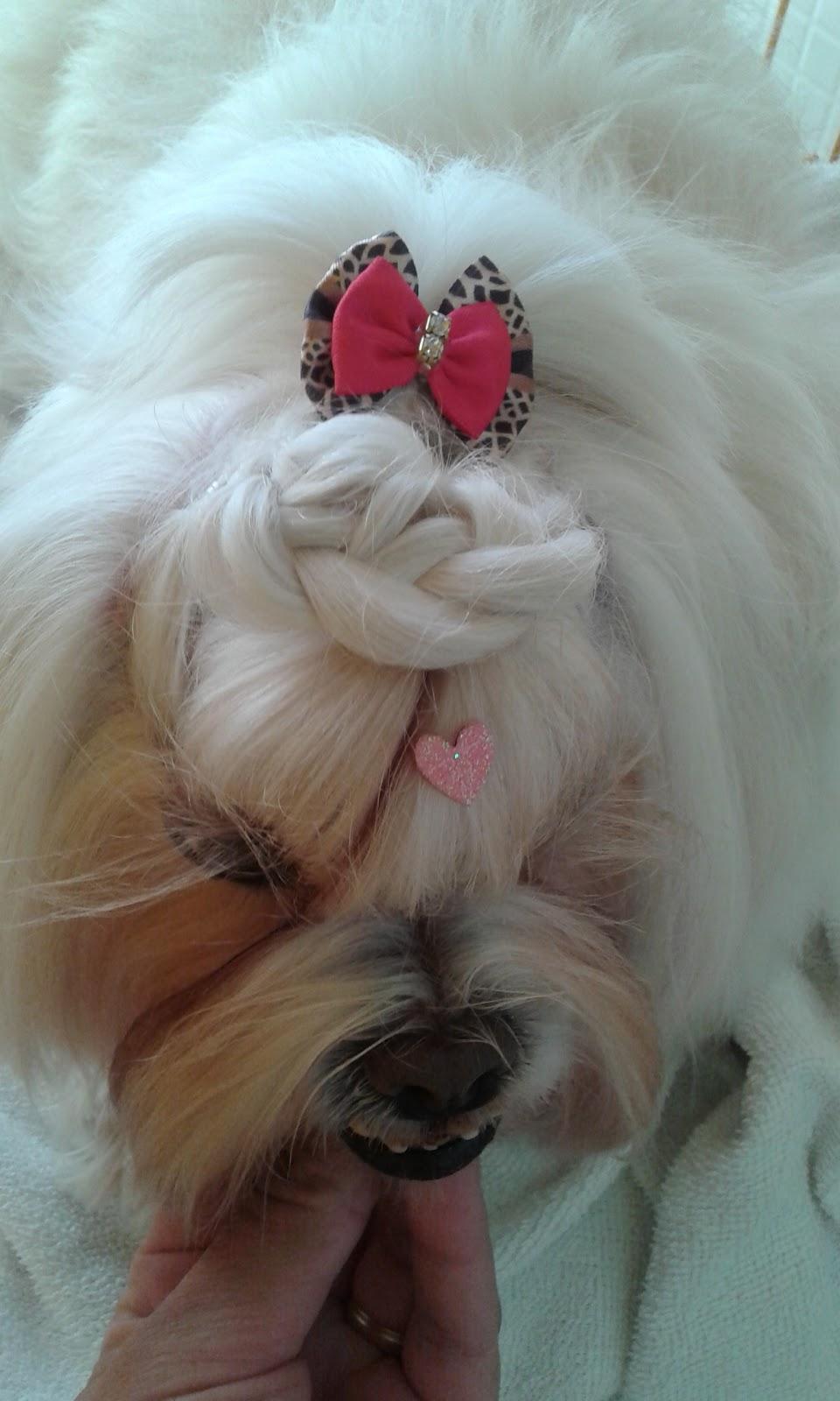 DOLCE&CANE PET SHOP - Foto 3