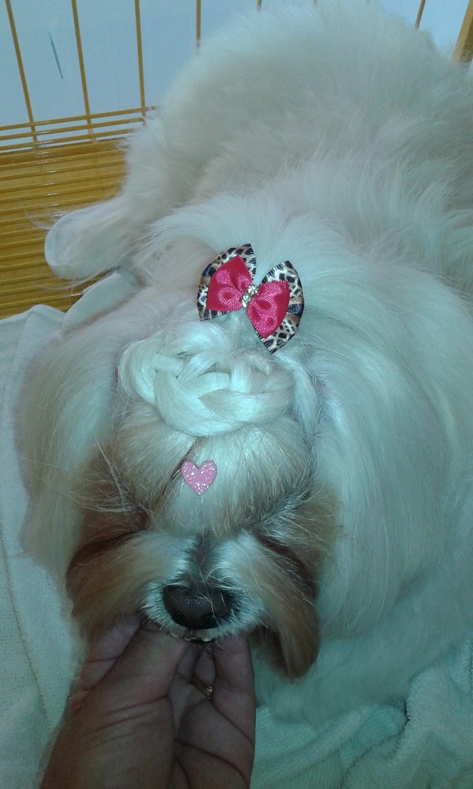 DOLCE&CANE PET SHOP - Foto 4