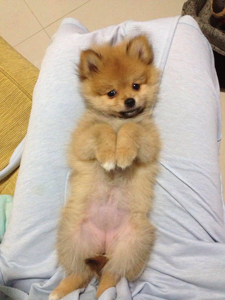 Clinica Veterinária Manchester