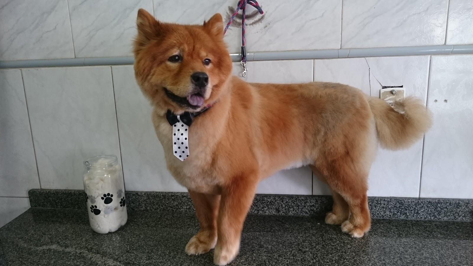 PetShow - Onde seu amigo é a estrela!!! - Sorocaba