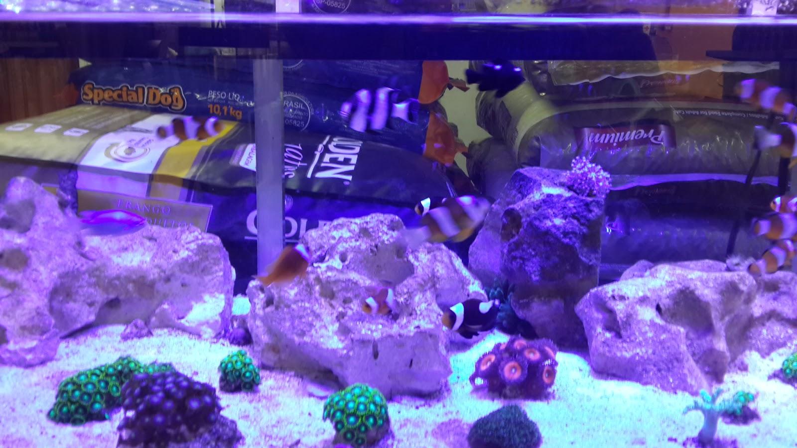 AQUA PET - Foto 4