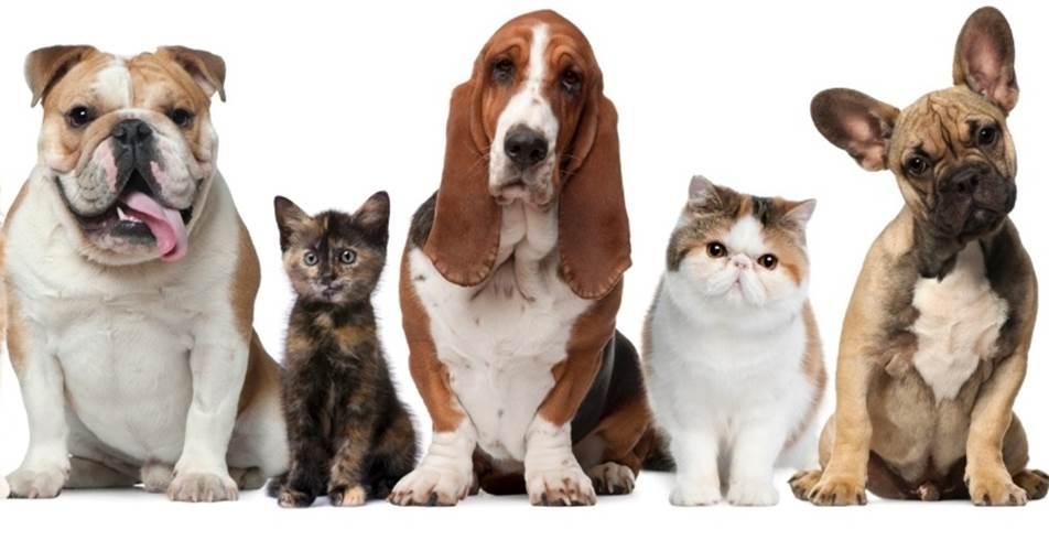 Veterinária Integral