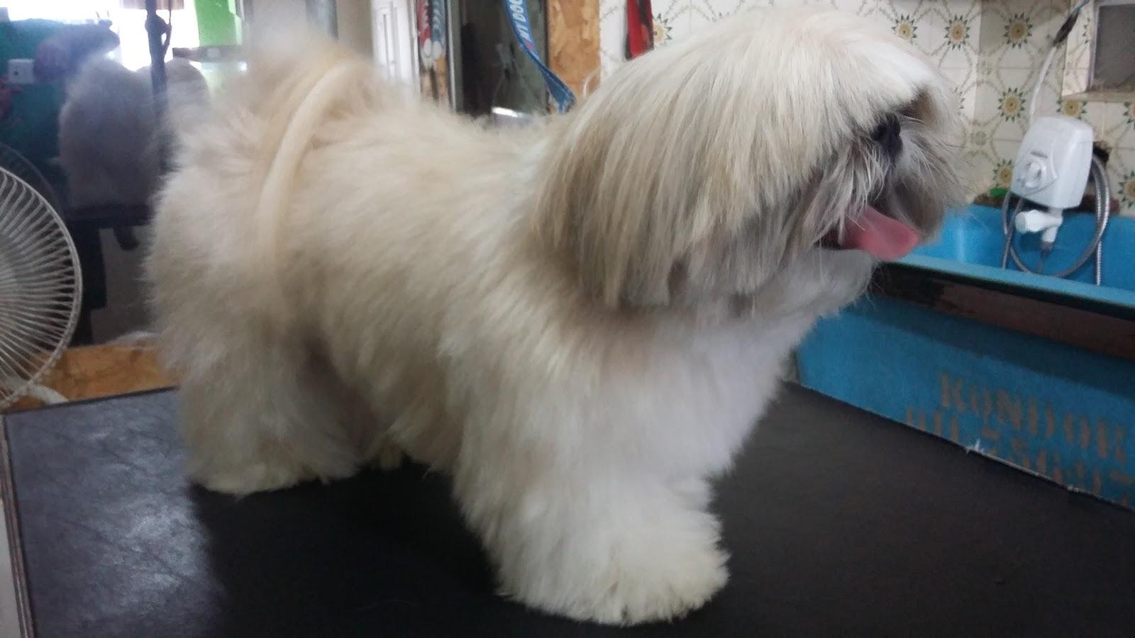 Hill Dog - Foto 5