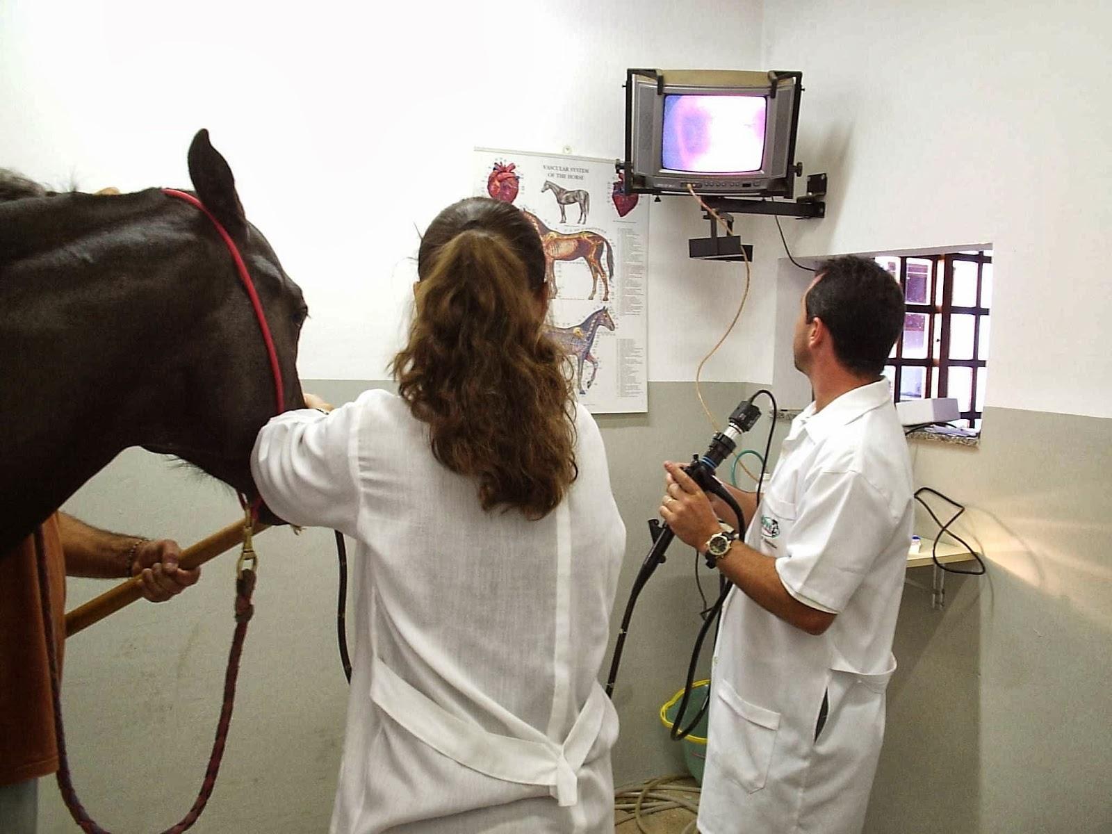Dave Assistência Veterinária Ltda