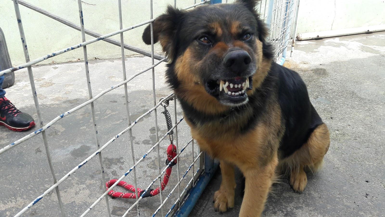 Clínica Veterinária Animayrink