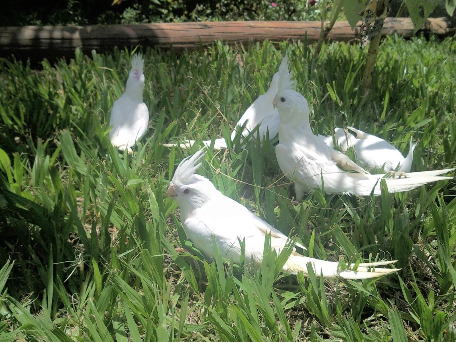 Cockatiels Betim Nova Lima Belo Horizonte BH Count - Pet Shop em Belo Horizonte