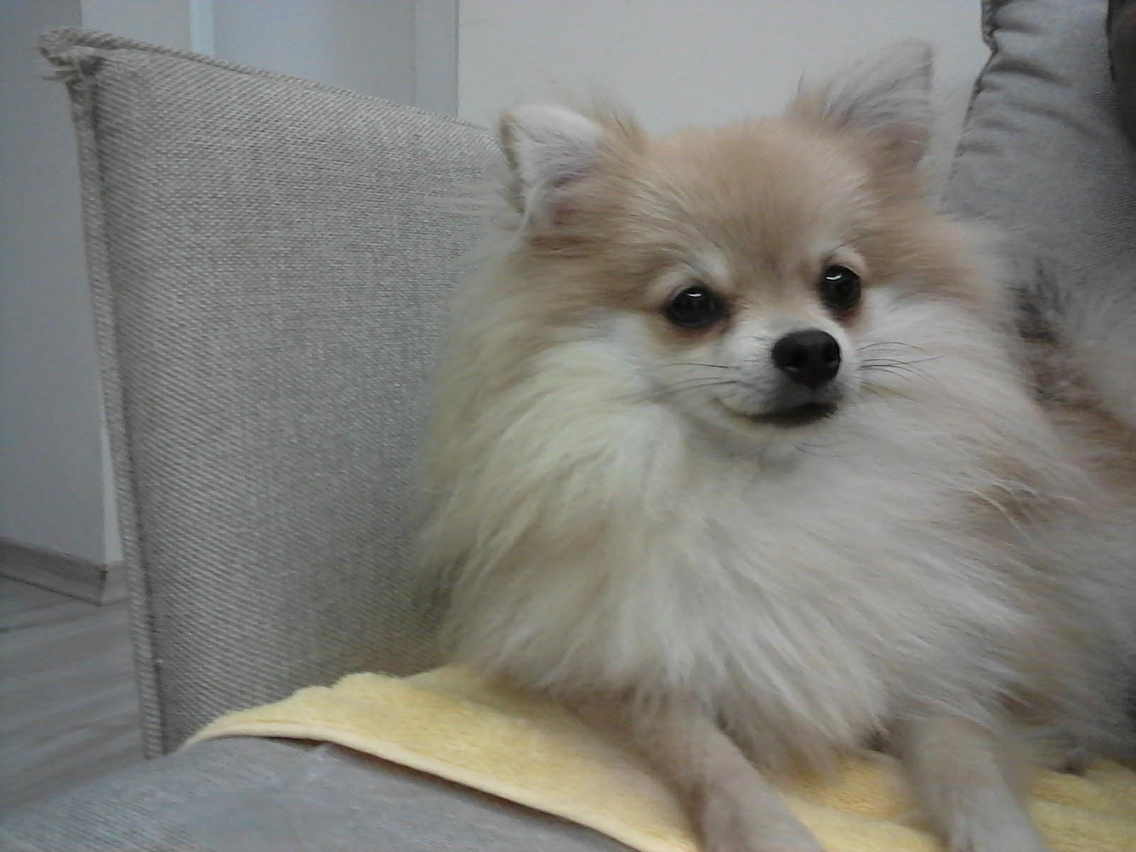 Clínica Veterinária Bichos Da Família