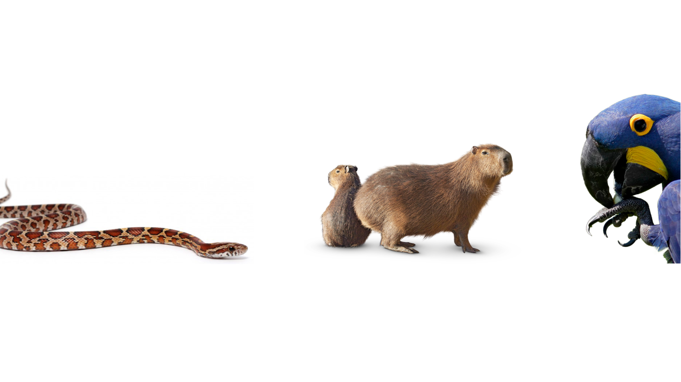 ZOOVET Clínica e Consultoria