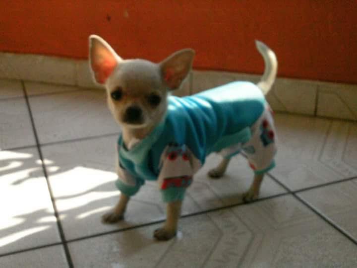 Canil Bh Z ( Shi tzu, Pug, Bulldog's, Lulu, Chihuahua)