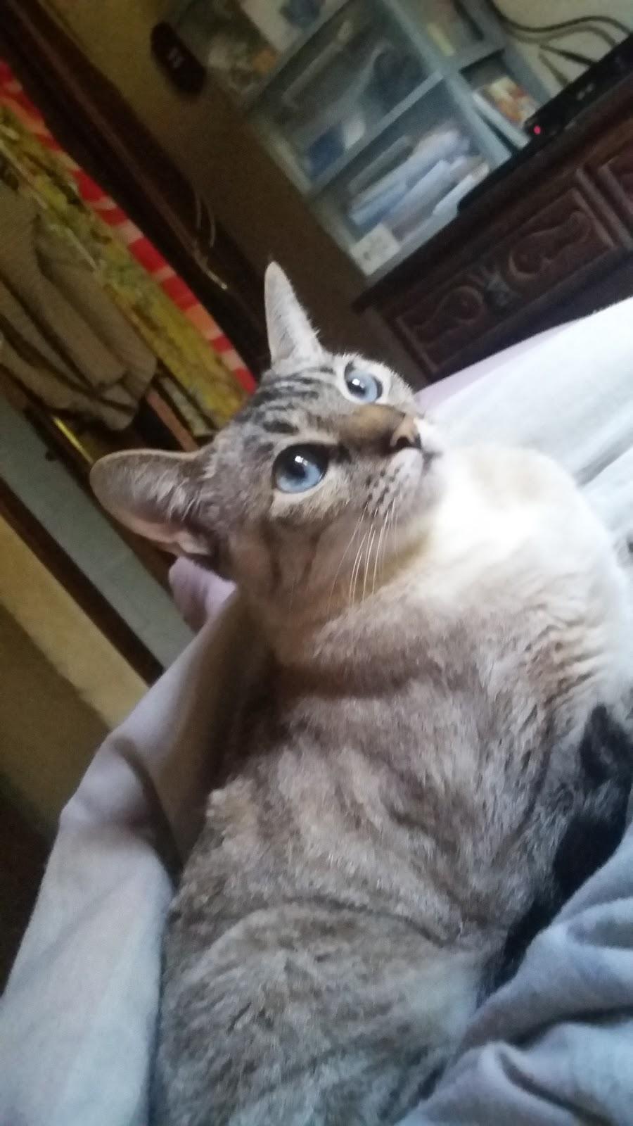 Animal Center - Pet Shop em Nova Lima
