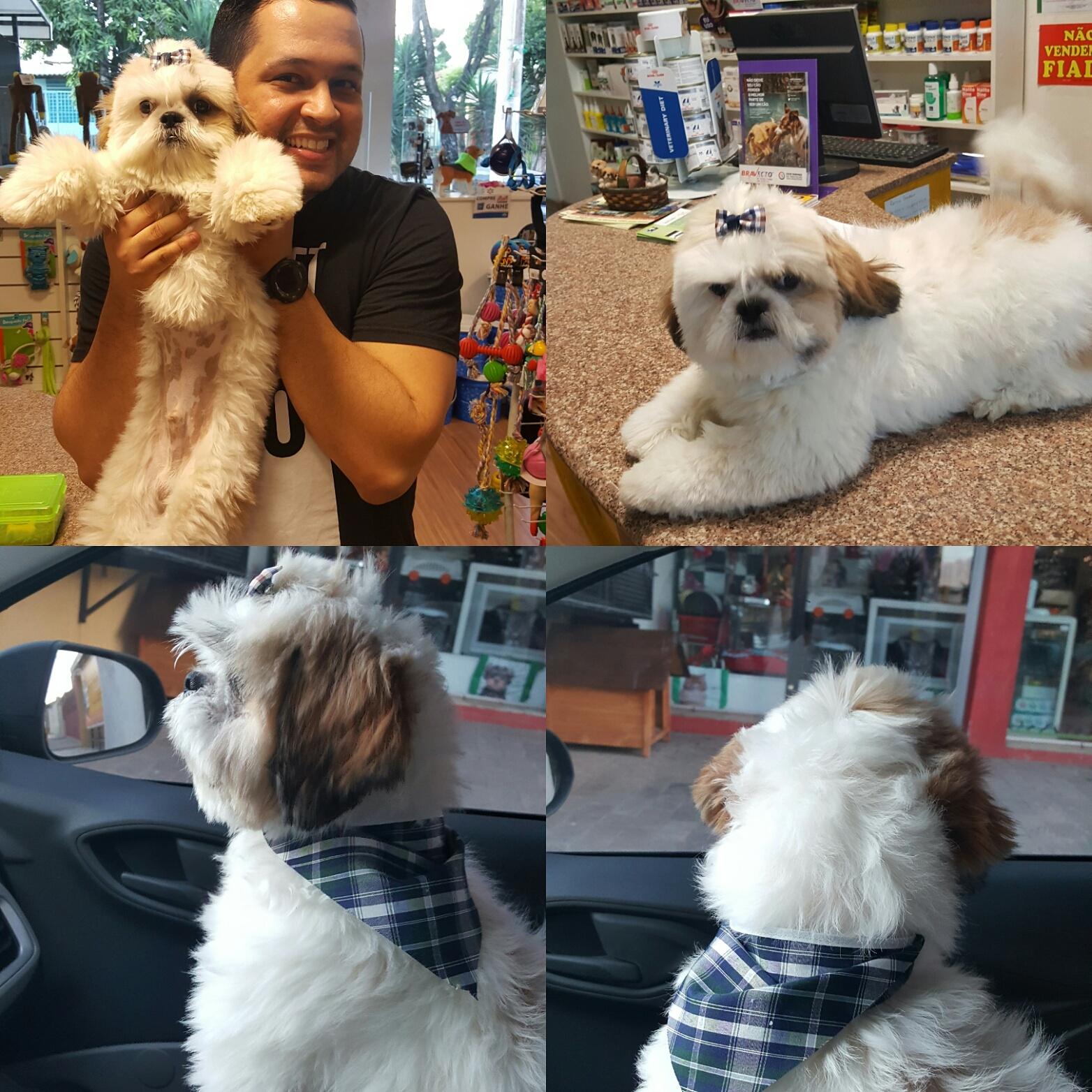 Pet Vila Lobos - Foto 4