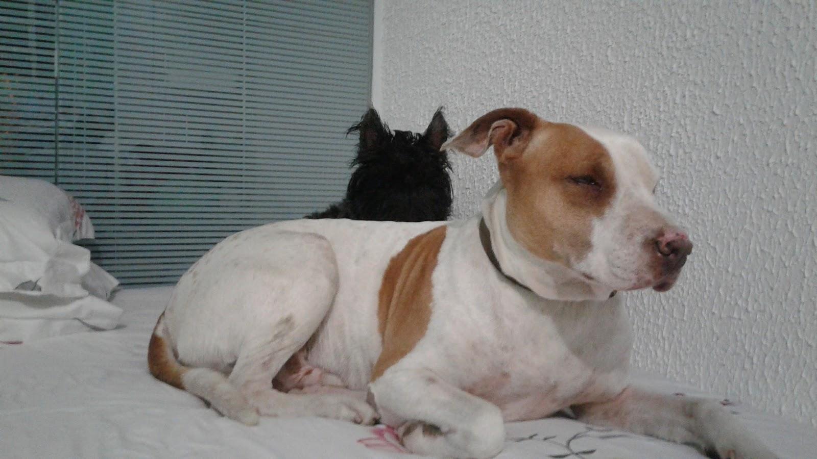 PetShopHulk - Foto 2