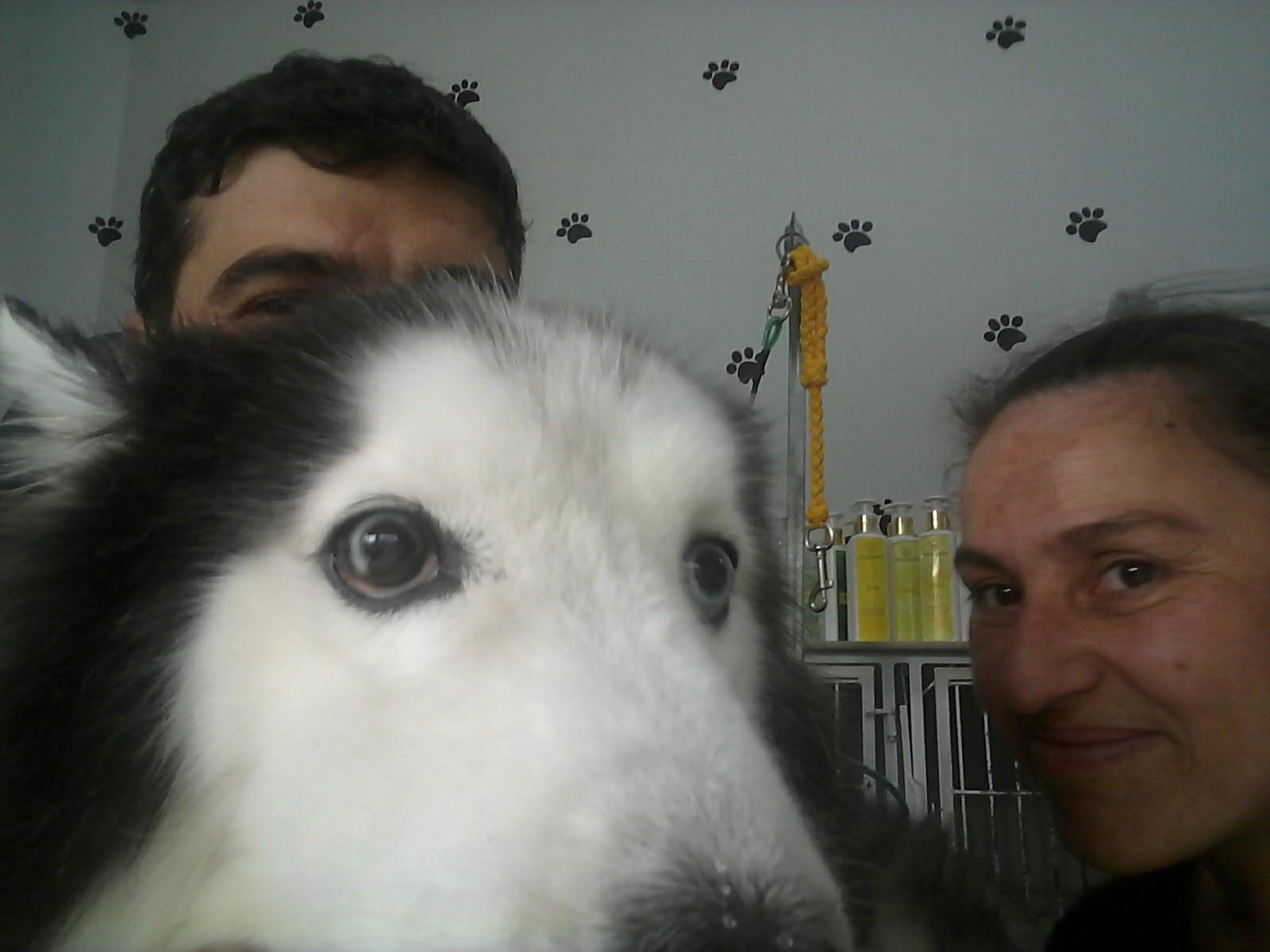 PetShopHulk - Foto 5