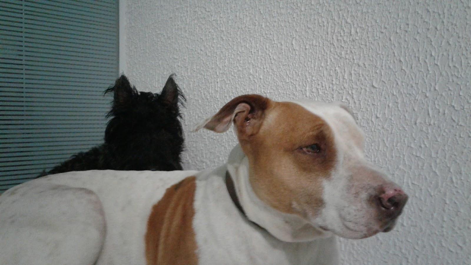 PetShopHulk - Foto 3