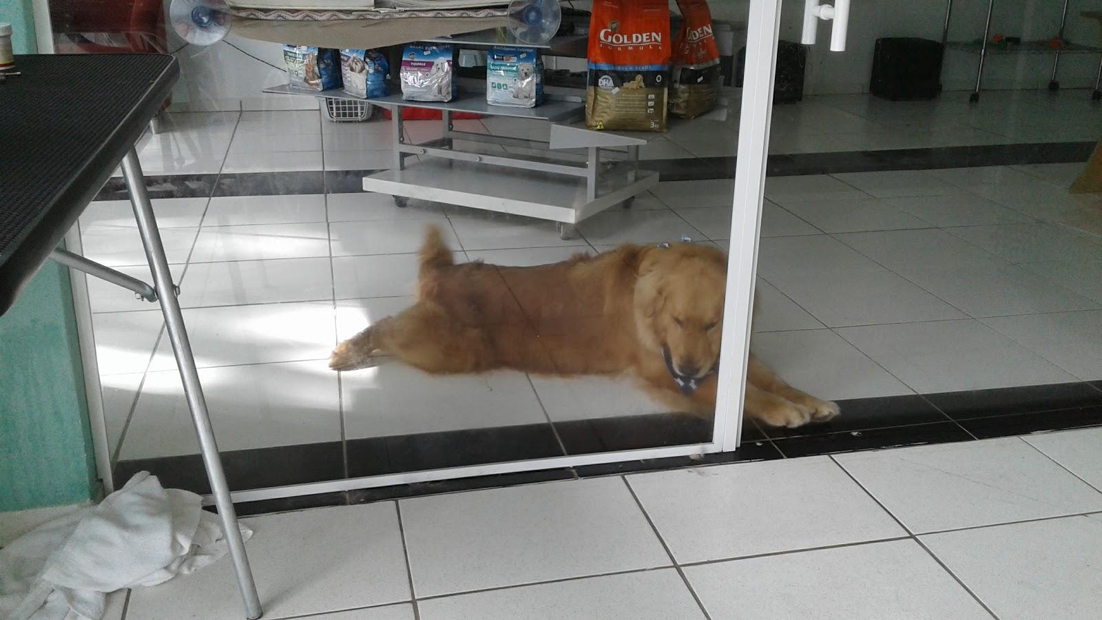 PetShopHulk - Foto 4