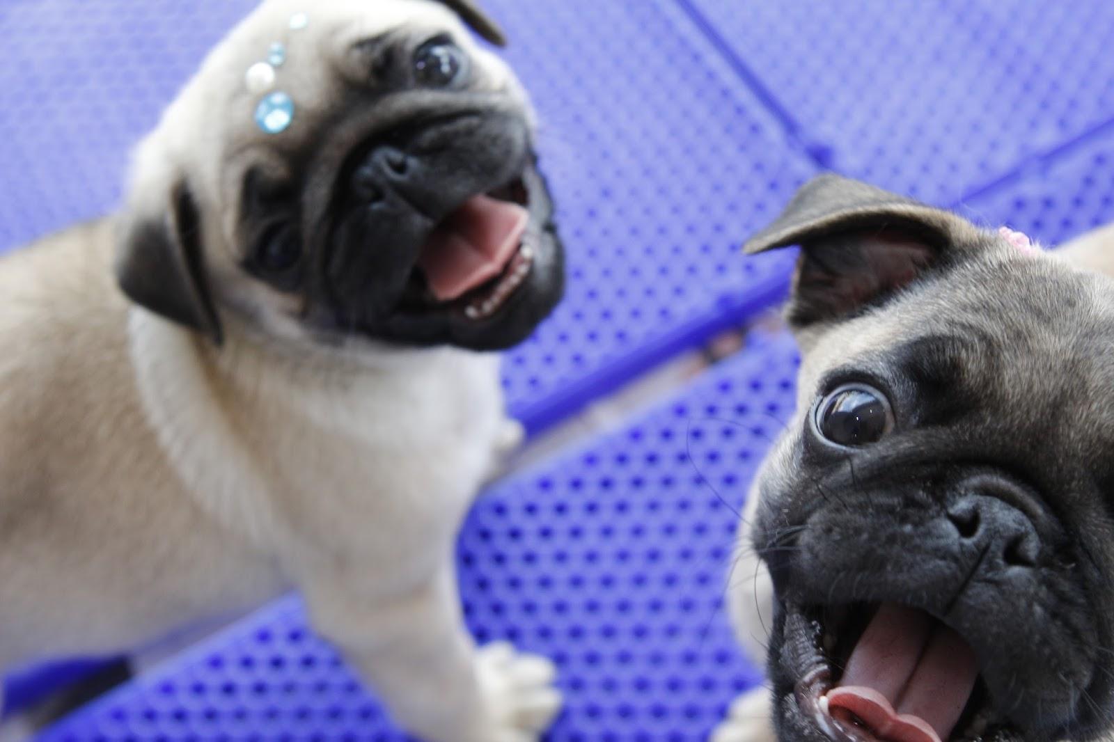 SNOW DOG - CUBS FAIR - KENNEL LEGALIZED