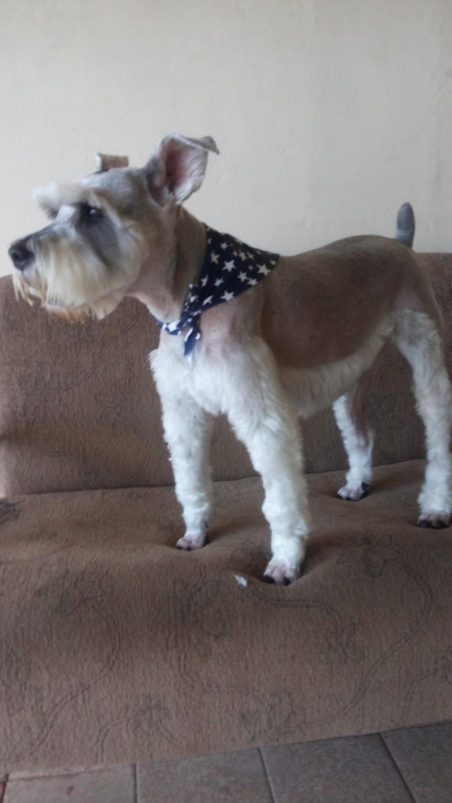 S. O. S. Clínica Veterinária