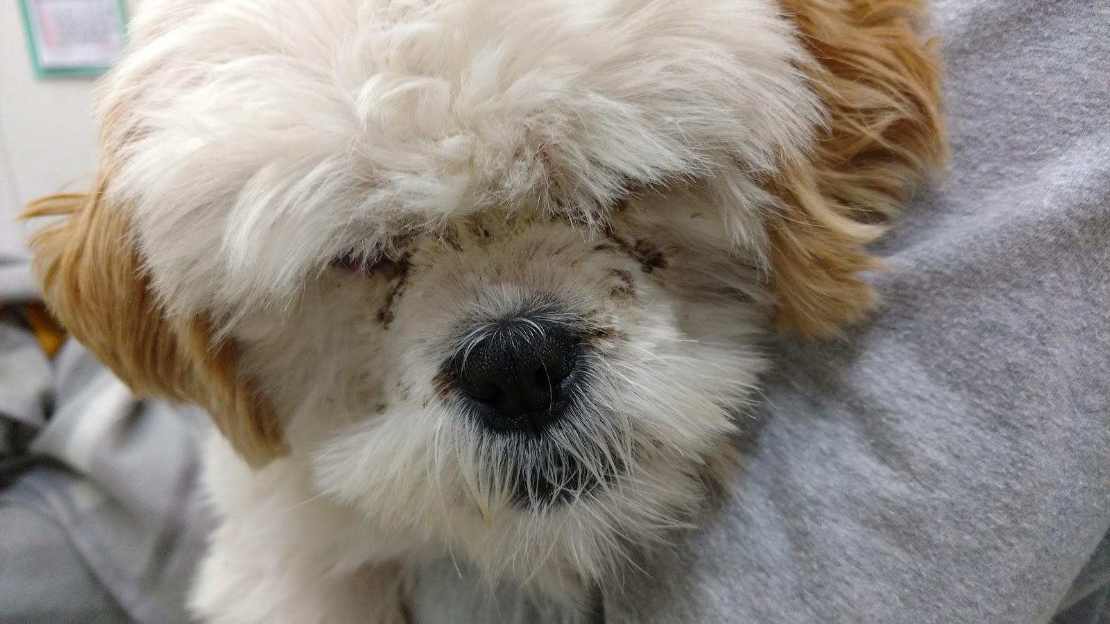 Climevet Veterinária Cães Gatos Grandes Animais