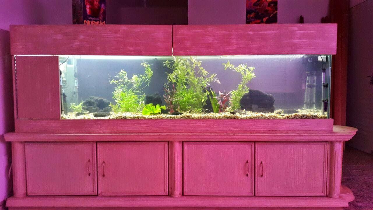 LuLi Pet Store Banho e tosa