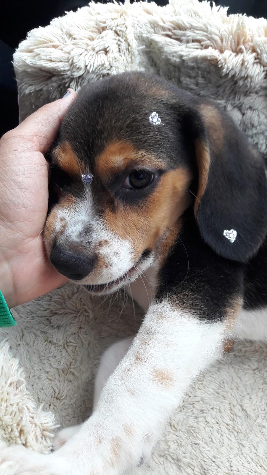 Juju Pet