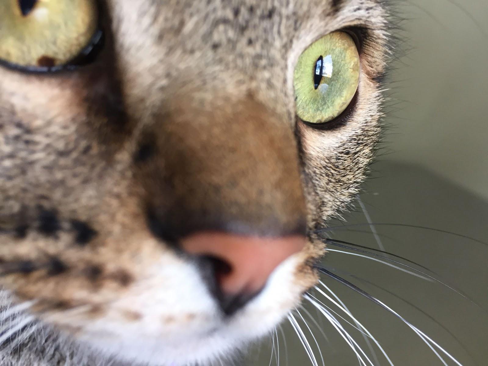 CEVET - Veterinary Center