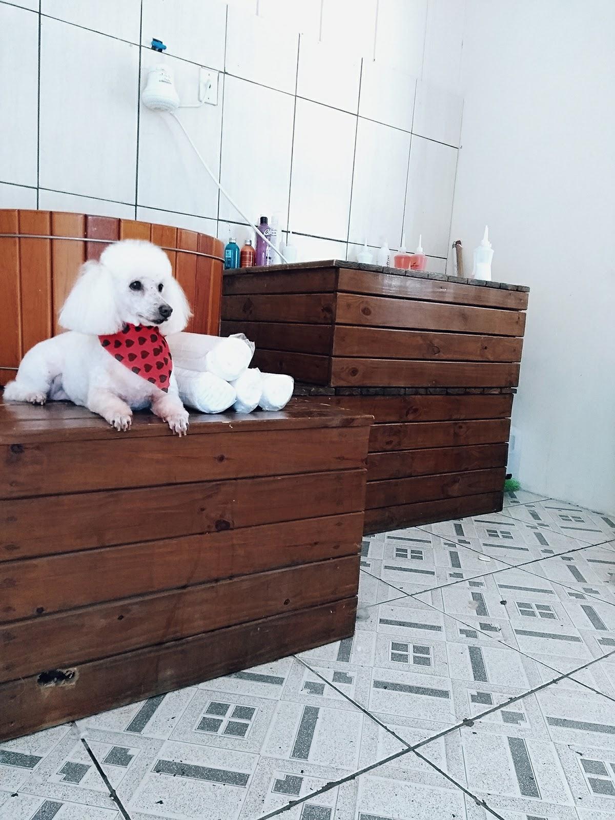 Pet Shop Mascote de Ouro Banho E Tosa