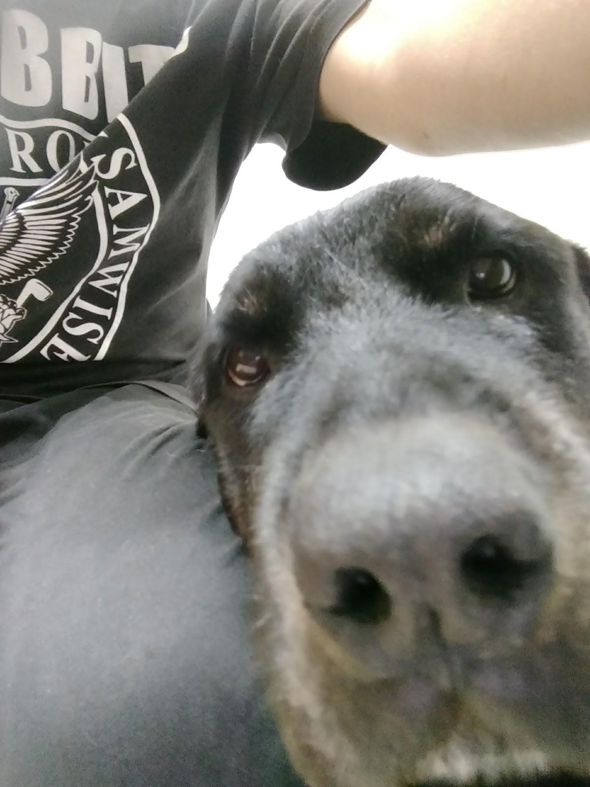 Hospital Veterinário Ecoville