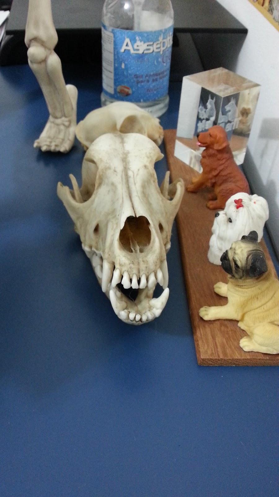 Clínica Veterinária UNISA - Unidade de Saúde Animal