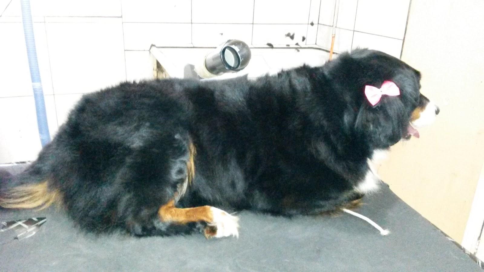 Veterinária Marbeli