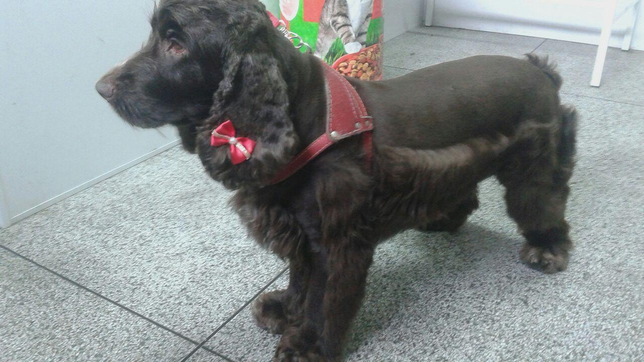 Pet Shop Carinho de Bicho