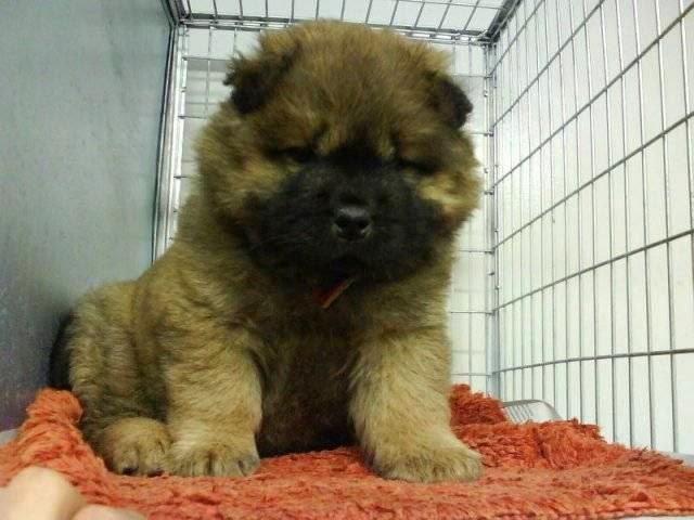 Clínica Veterinária Vitória Régia