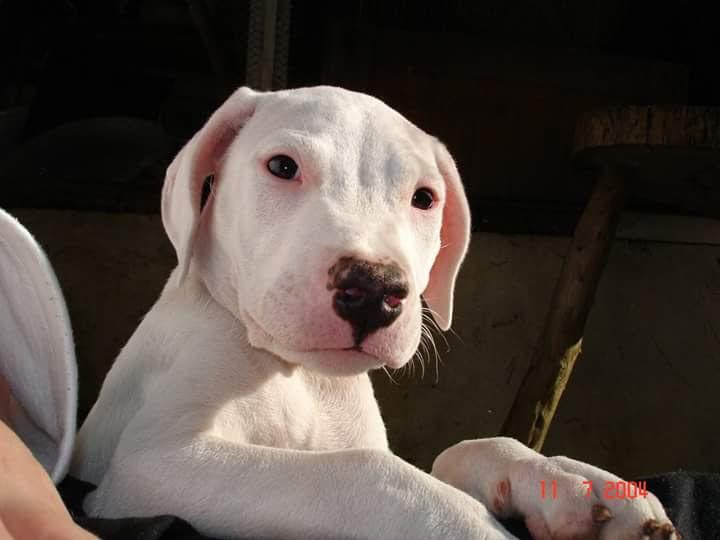 Maxpet - Foto 3