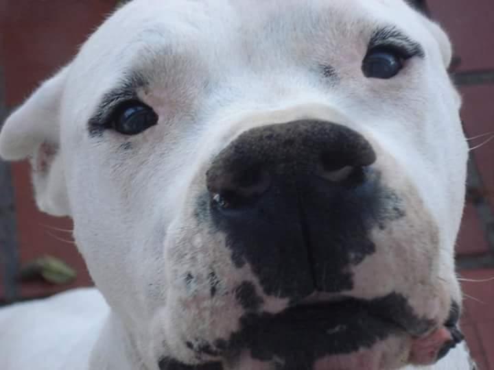 Maxpet - Foto 2