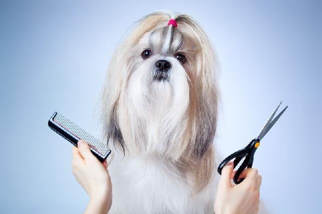 Pet Independência