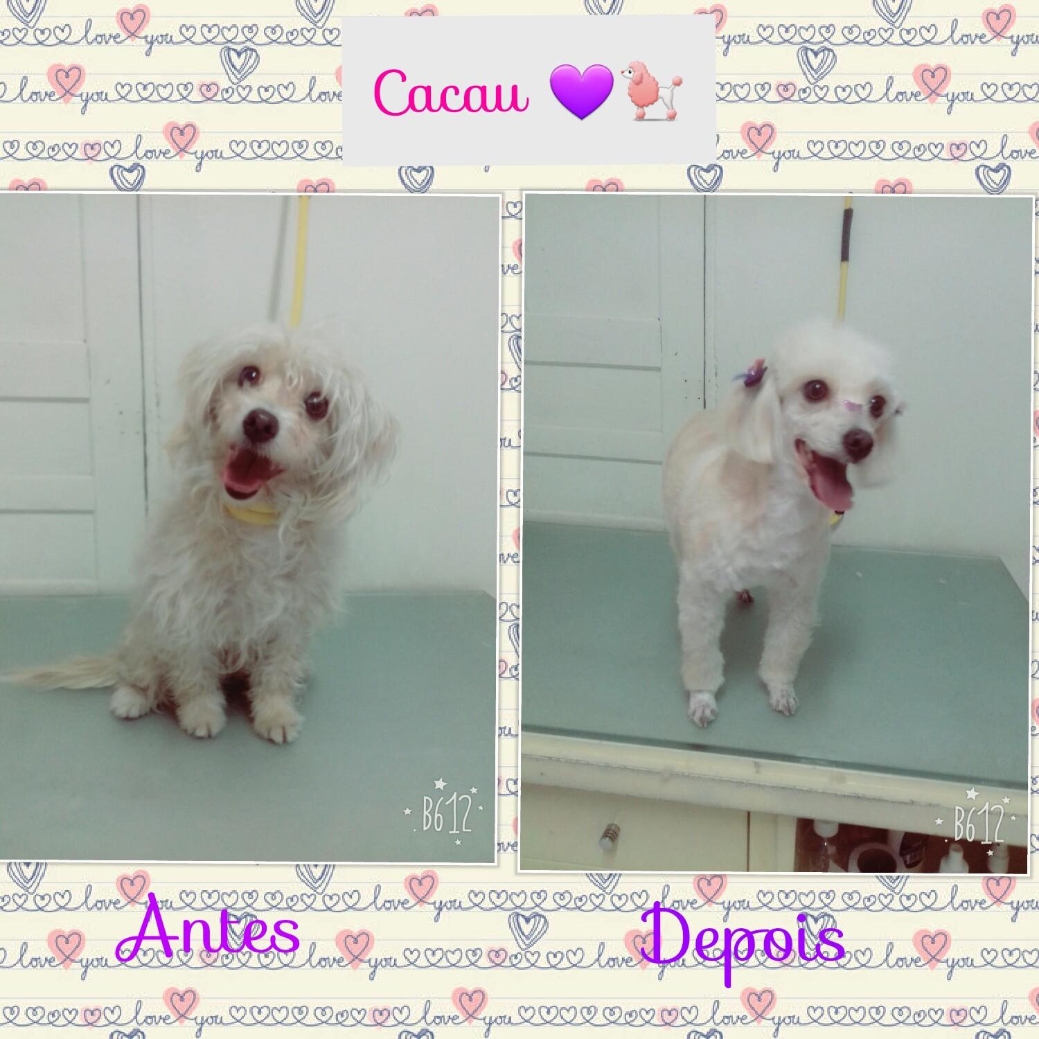 Pet Shop O Mundo Dos Pets