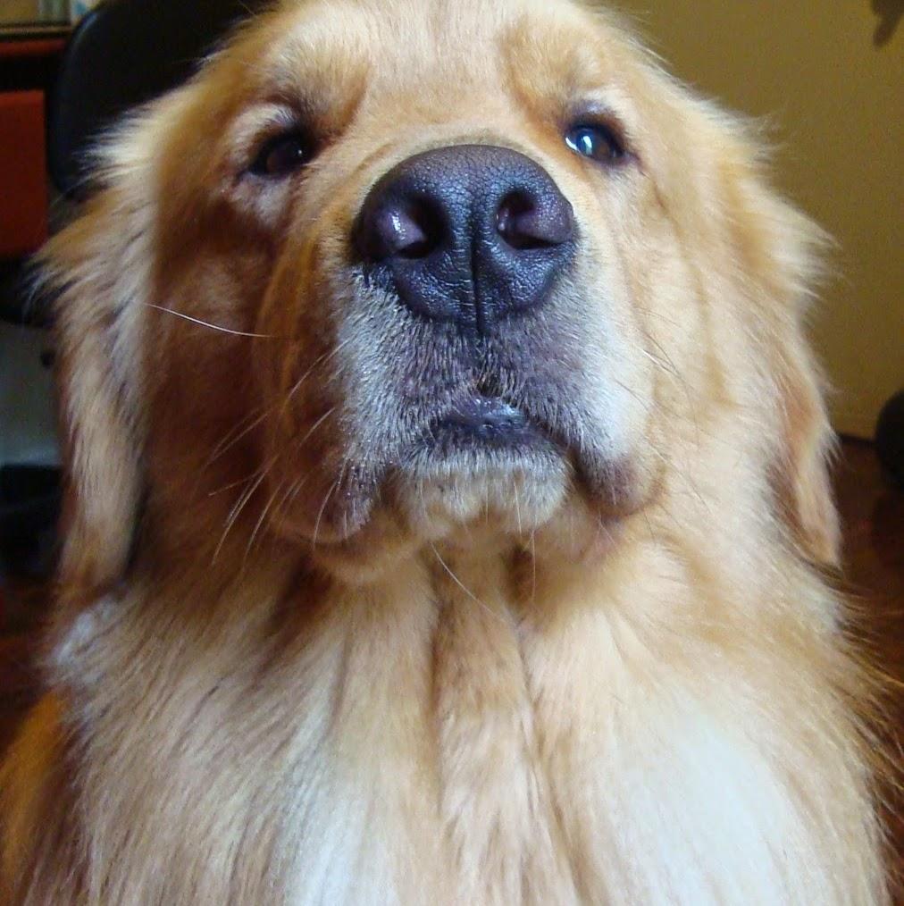 Clínica Veterinária Vet C.A.R.E. Curitiba