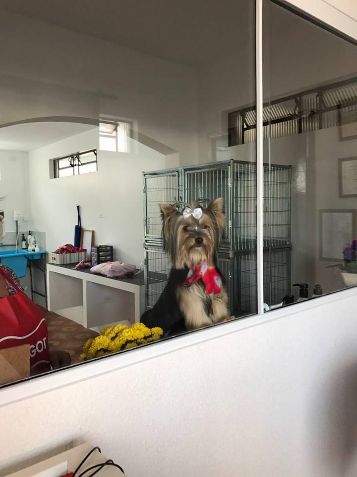 Mania de Pet - Banho & Tosa