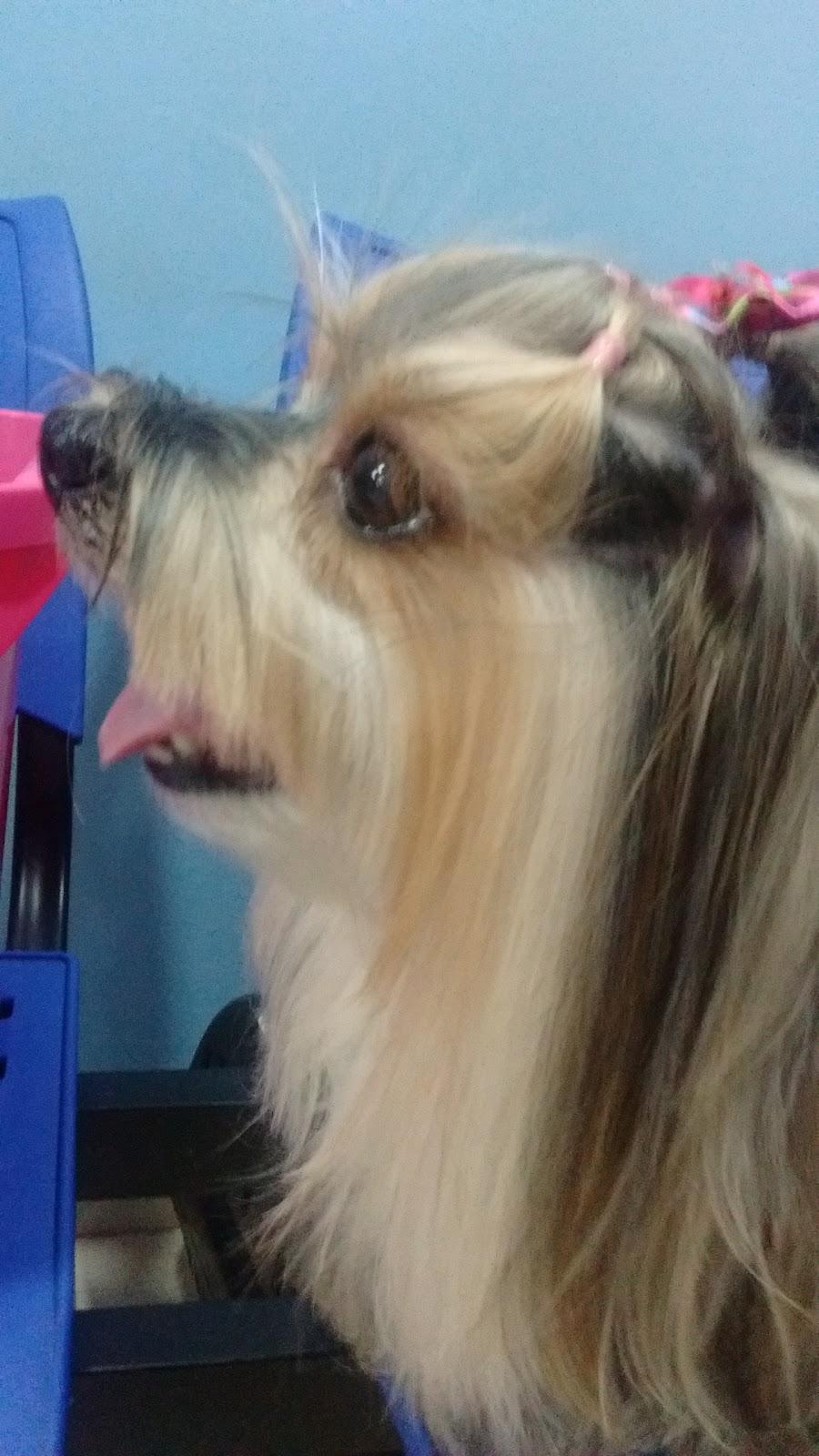 Mega Pet Store - Foto 4