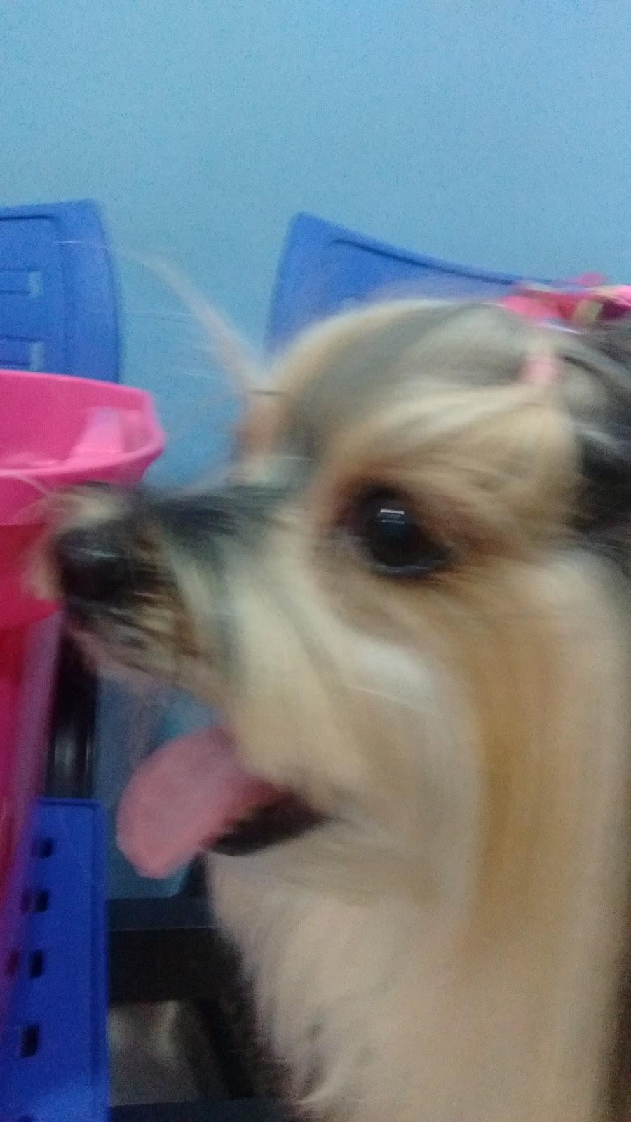 Mega Pet Store - Foto 5