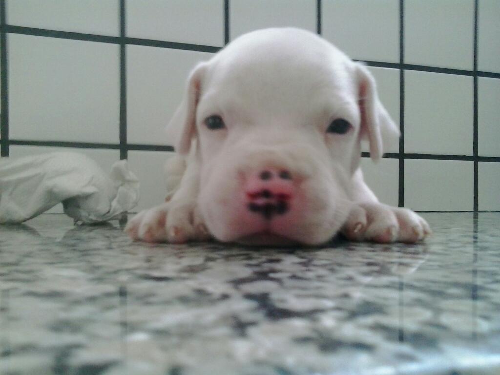 Pronto Vet - Foto 4