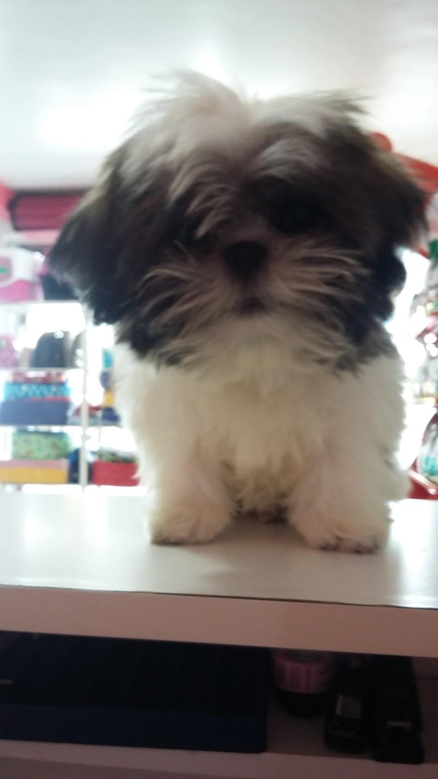 Pet Shop Amazon Dog - Foto 2