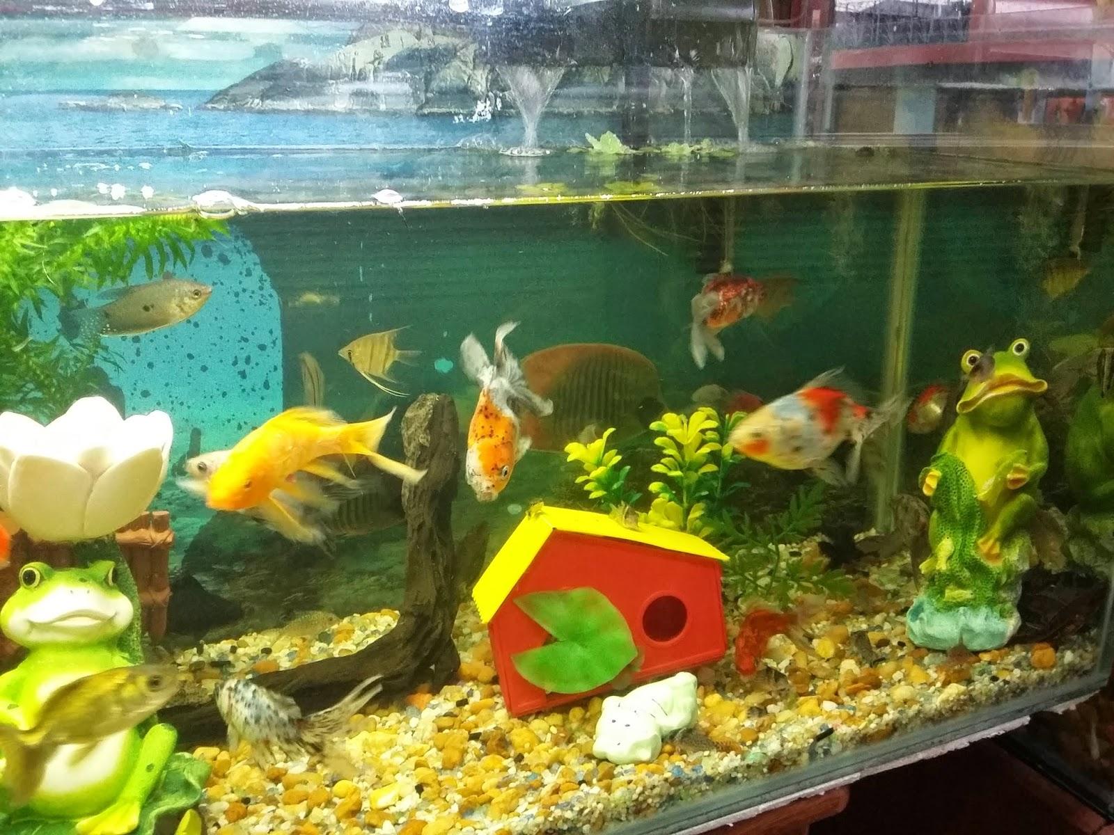 Paramazon Aquários - Foto 4