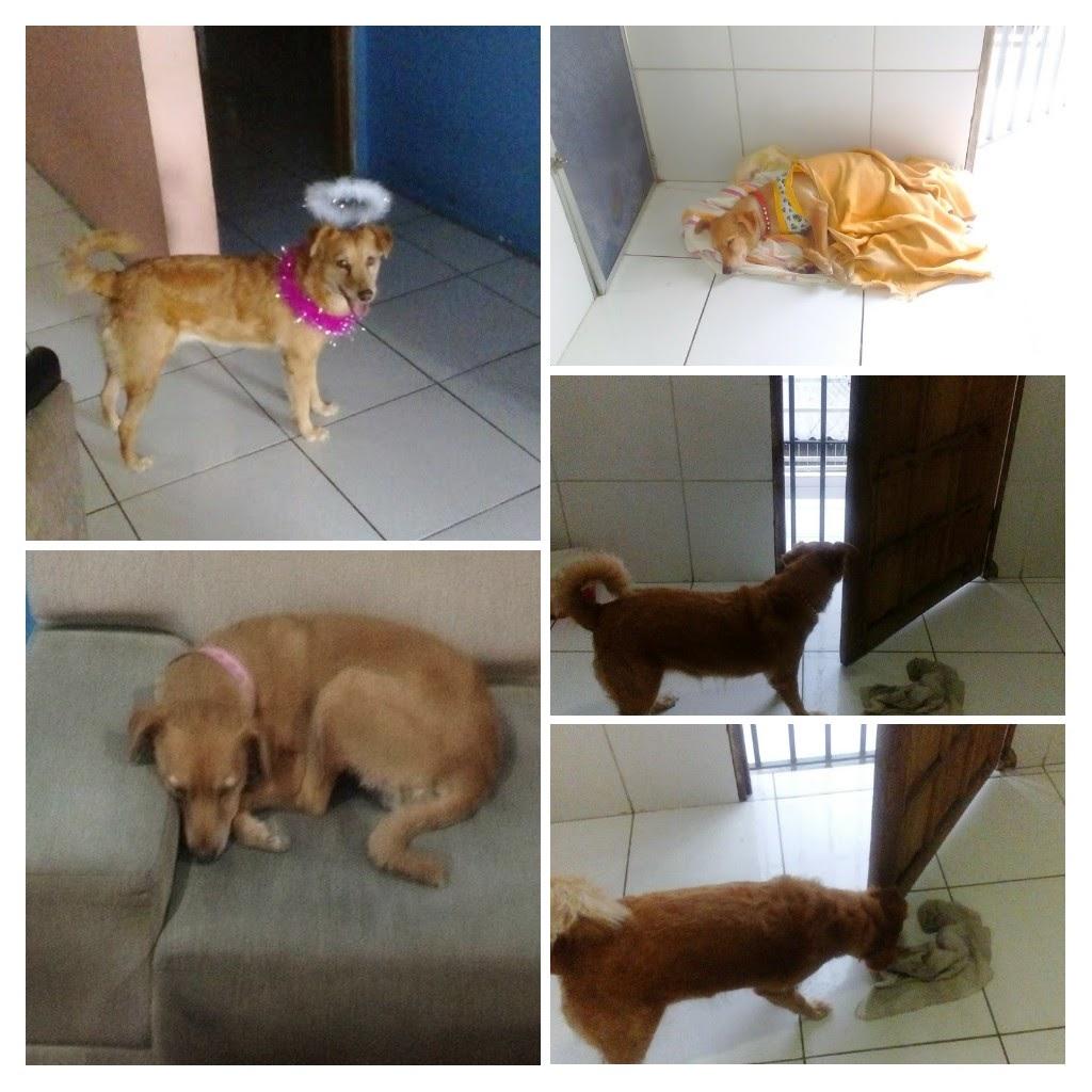 Cão Beleza - Foto 2