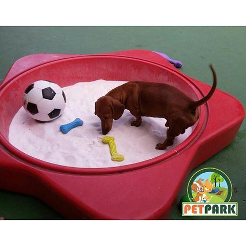 Pet Park - Foto 3