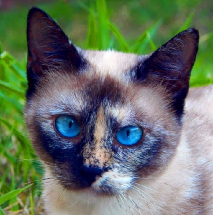 Doutor de Bicho centro veterinário