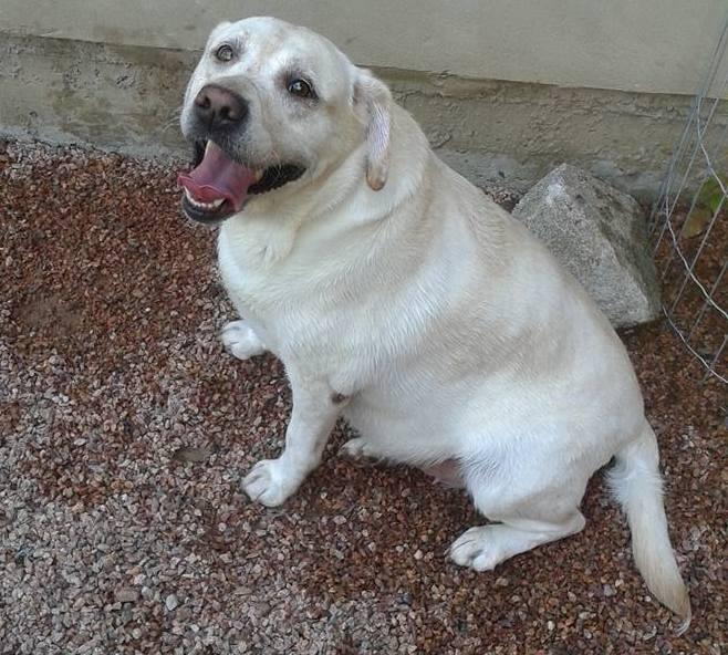 Royal Dog's Club - Hotel, Creche, Estética e Adestramento de Cães - Porto Alegre