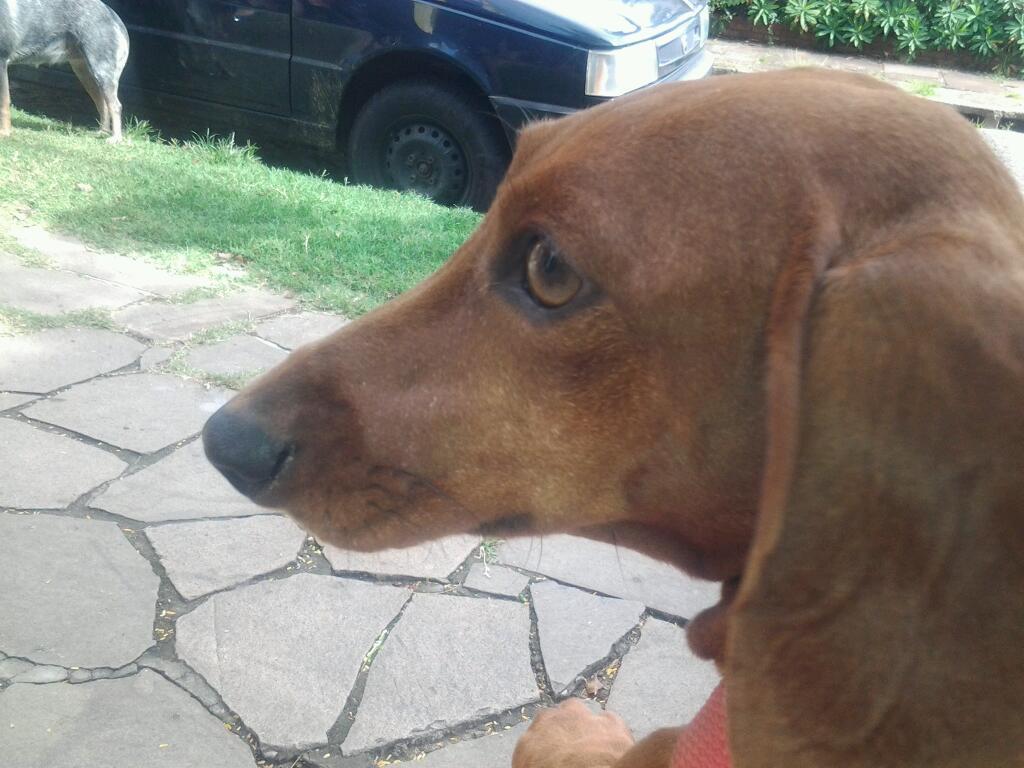 Mobile Pet - Veterinary Clinic - Foto 5